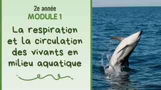 2e année  Module 1  La respiration et la circulation des vivants en milieu aquatique [upl. by Giffard]