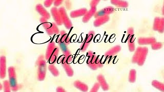 Endospore Introduction and Structure [upl. by Obe]