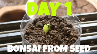 Albizia Julibrissin bonsai  creative farmer bonsai seeds  Bonsai from seed  Day 1 progress [upl. by Odracer]