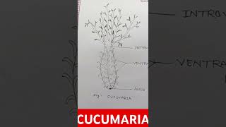 How to draw cucumariaCucumaria drawing easySM education [upl. by Phene853]