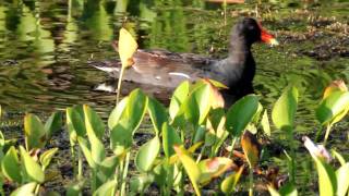 Common Moorhen [upl. by Noterb]