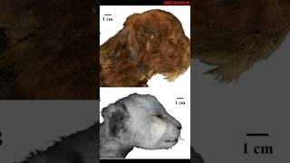 New Juvenile Homotherium mummy discovery  Prehistoric Sabre tooth cat [upl. by Masao269]