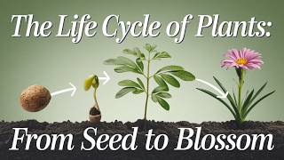 The Life Cycle of Plants From Seed to Blossom पौधों का जीवन चक्र बीज से फूल तक [upl. by Danyelle]