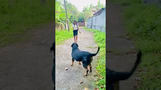 අම්මෝ වැනිල්ල එයාගේ 😍 sadakwela rotwillerfunny dogs cuteanimals pets [upl. by Hanway]