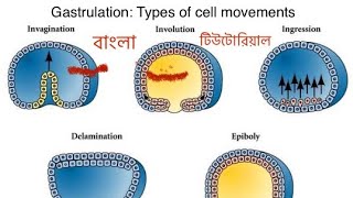 Gastrulation  types of cell movements  In Bangla l [upl. by Ecyal]