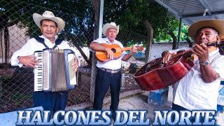 LOS MARIACHIS HALCONES DEL NORTE elsalvador mariachis diaspora [upl. by Okoyik531]