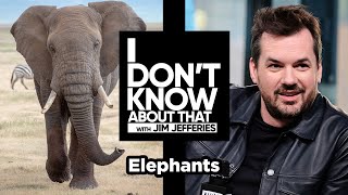 Elephants  I Don’t Know About That with Jim Jefferies 59 [upl. by Onavlis]