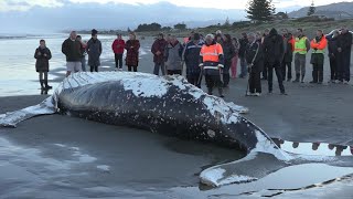 Amazing barnacles on Beached Whale [upl. by Tremaine]