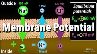 Membrane Potential Equilibrium Potential and Resting Potential Animation [upl. by Pillihpnhoj]