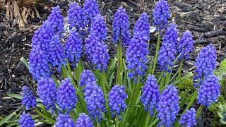 Grape Hyacinth Muscari In Full Blooms  April 6 2022 [upl. by Maryn711]