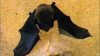 Pipistrelle bat [upl. by Cicely]