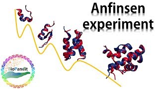 Anfinsen Experiment Protein Sequence contains all the information necessary for folding [upl. by Eniar]