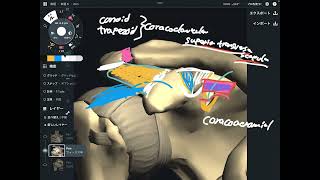 Ligament anatomy around shoulder girdle [upl. by Crane]