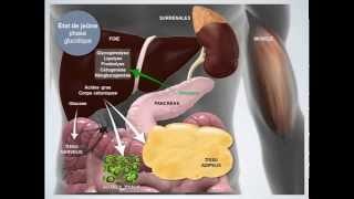 Métabolisme énergétique État de jeûne [upl. by Gauldin]