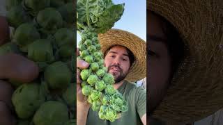 Harvest Brussel Sprouts TWO Ways [upl. by Yerfdog]