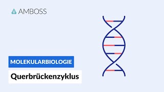 Querbrückenzyklus  Biochemie  Physiologie  AMBOSS Video [upl. by Sussi]