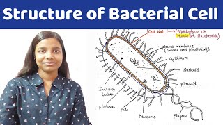 structure of bacterial cell in hindi [upl. by Anelrats]