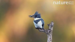 Belted kingfisher landing on a perch with its prey a small minnow Florida USA [upl. by Rene]