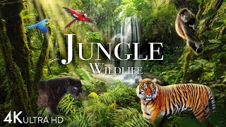 Jungle Wildlife In 4K  Animals That Call The Jungle Home  Rainforest  Scenic Relaxation Film [upl. by Marice]