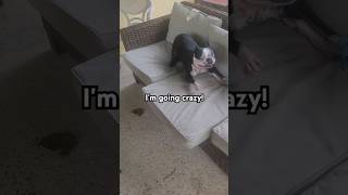 He gets the zoomies bostonterrier shorts [upl. by Yvaht]