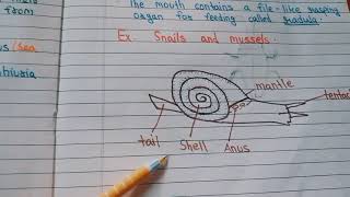 Mollusca and Echinodermata  Class 9th CBSE BoardNotes [upl. by Auqinahc546]