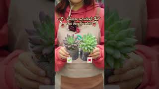 This is how you choose the best succulent to buy ✅  Joy Garden Succulent [upl. by Ryan]