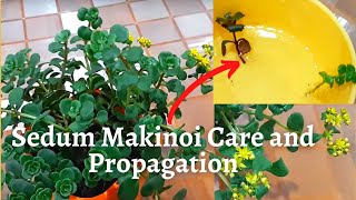 Sedum Makinoi care and propagation [upl. by Dahl]