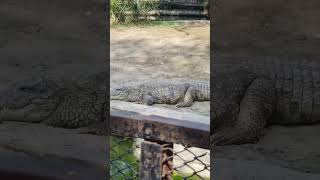 crocodile amp song  intertainments viral youtubeshorts song [upl. by Cyrill898]