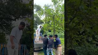 ছাদবাগানের জন্য এনেছি বিশাল মালবেরি গাছ gardening ornofpets [upl. by Aan]