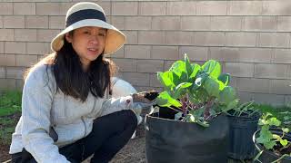 Make a Living Potting Mix Using VermisTerra Earthworm Castings and Coco Coir with Chips [upl. by Salot]