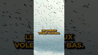 Pourquoi les oiseaux volent bas avant un orage [upl. by Meeharbi]