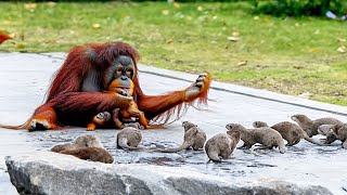 Orangutan Was Dying of Loneliness Until These Rascals Moved in With Him Look What Happened After [upl. by Franz]