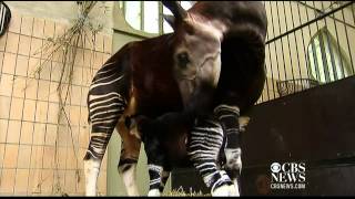 Belgian zoo welcomes newborn okapi [upl. by Ennyl]