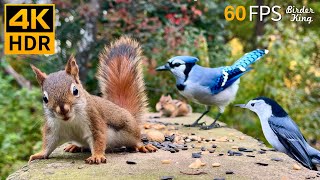 Cat TV for Cats to Watch 😺 Unlimited Birds Chipmunks Squirrels 🐿 8 Hours 4K HDR 60FPS [upl. by Blackwell553]