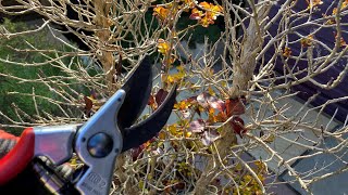 How we prune outdoor bush fuchsia and Coprosma after cold winter damage spring garden trim easy [upl. by Abbub]