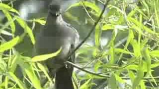 Gray Catbird Sings [upl. by Aicenad91]