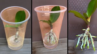 This tip helps orchids quickly take root and produce young leaves [upl. by Ataner970]