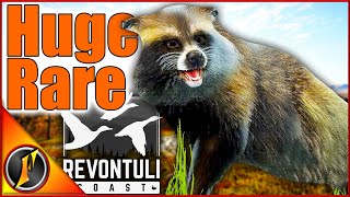 HUGE Rare Raccoon Dog on a Crazy Revontuli Coast Hunt [upl. by Lledner]