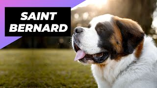 Saint Bernard 🐶 One Of The Laziest Dog Breeds In The World shorts [upl. by Meg]