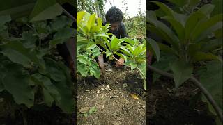 Brinjal plant is irrigated in different ways nature gardening brinjalplant shorts [upl. by Theall]