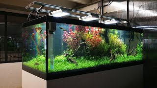 VLOG  180cm 600L Nature aquarium for exhibition [upl. by Viehmann861]