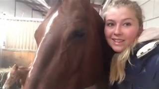 Vlog 8 Een veulen op komst De voorbereidingen geboorte en hengst of merrie🐴 [upl. by Nedla932]