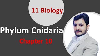 Phylum Cnidaria  11 Biology Chapter 1 Kingdom Animalia  UrduHindi [upl. by Hawkins]