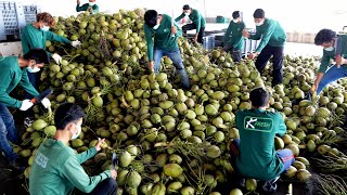 단 3초 코코넛 커팅 신기한 기술로 만들어지는 코코넛 워터 대량생산  Mass production of coconut water  Thailand food factory [upl. by Aikcir]