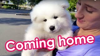 Samoyed Puppy Off To His New Home 8 weeks old [upl. by Seltzer]