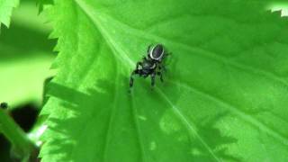 Bronze Jumping Spider Salticidae Eris militaris Male on Leaf [upl. by Necaj]