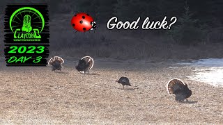 Turkey hunting in the mountains of Washington  Are ladybugs really good luck [upl. by Day]