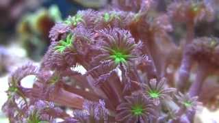 Clavularia Viridis Reefmaniapl [upl. by Corry]