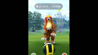 【Pokémon GO Excellent Throw】244 エンテイ Entei [upl. by Shu]