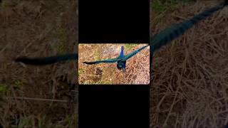 Heal with Swamp hen healing healingmusic swamphen birds bird birdslover [upl. by Yebot629]